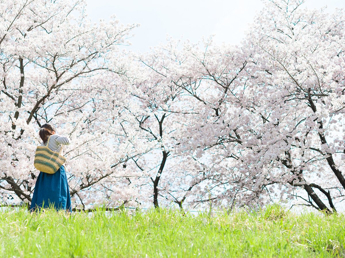 日本の花見の由来。起源は奈良時代の梅だった！_サブ3.jpg