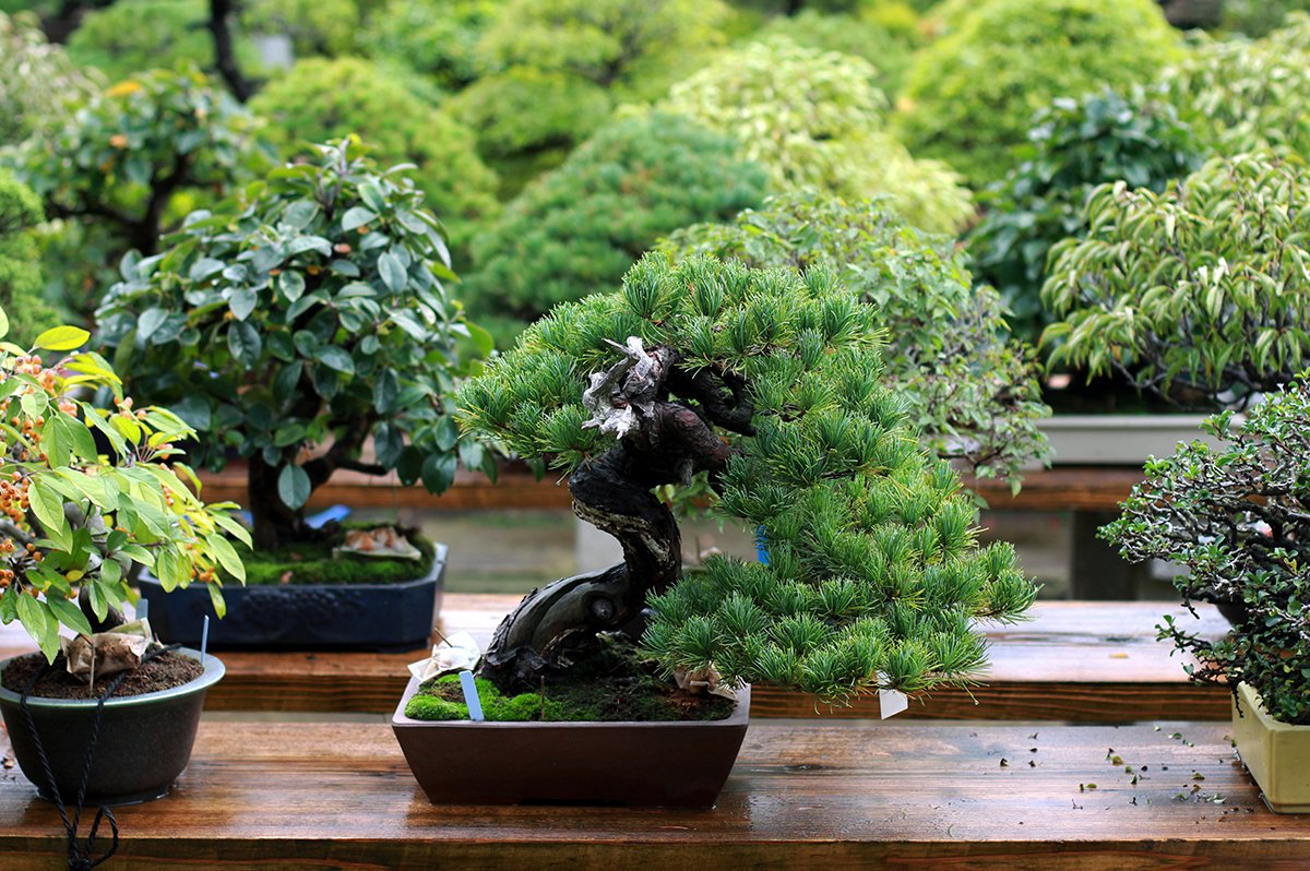 Introducing overseas reactions! Bonsai popular with foreigners (BONSAI) _ Sub 3.jpg