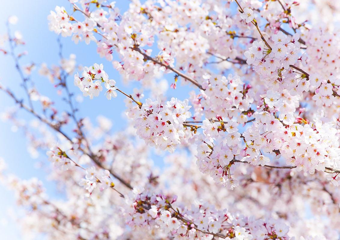 Hoa anh đào có ý nghĩa như thế nào đối với người Nhật Bản? Giới thiệu ba  loài hoa anh đào chính mà Nhật Bản tự hào│KARUTA -Cùng Vui Học về NHẬT
